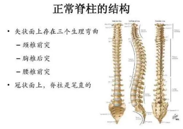 正常的脊柱結(jié)構(gòu)